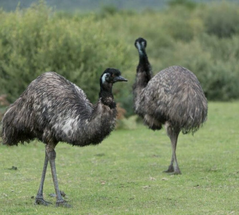 emu-7-1024x643