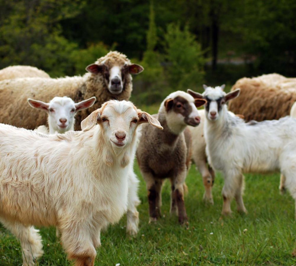 sheeps and goats